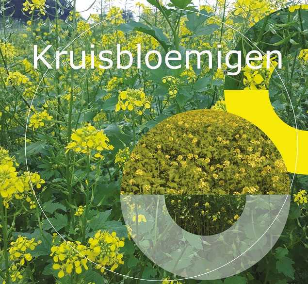 Kruisbloemigen