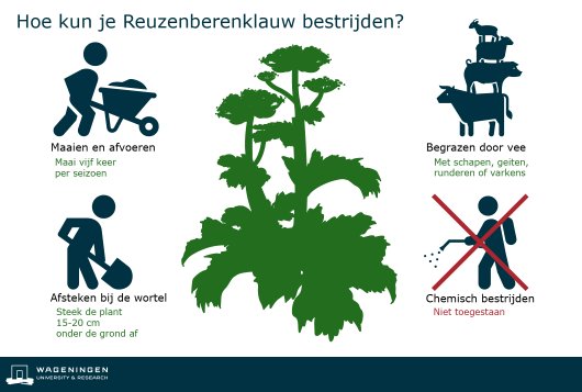 Reuzenberenklauw bestrijden