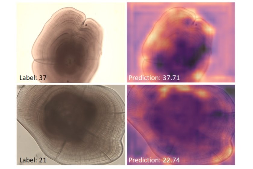 Preditions and heatmaps otoliths. Photo: Suzanne Poiesz and Hans Witte (NIOZ)