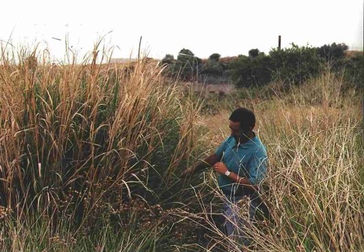 Switchgrass