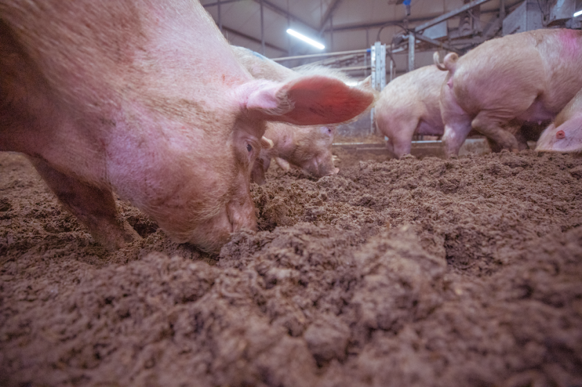 Family pig rooting