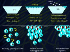 Het vormen van ophopingen van blauwalg aan het wateroppervlak (gebaseerd op Chorus et al. 2000)