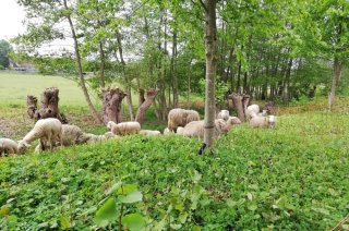 Begrazen met schapen