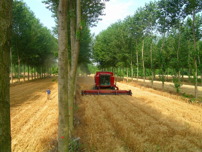 Tarwe – populier agroforestry systeem, Zuid Frankrijk (foto: Christian Dupraz)