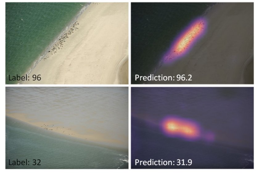 Predicitions and heatmaps seals. Photo: Jeroen Hoekendijk (NIOZ/WUR)