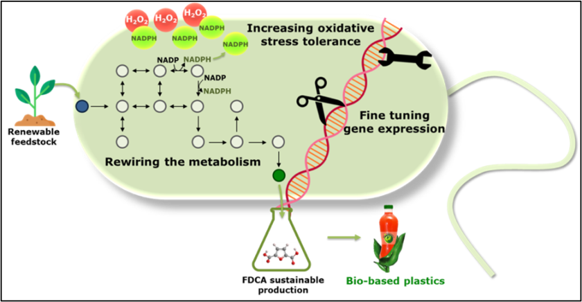 Biobased plastics