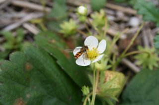 Episyrphus balteatus aardbei_PScleaned.jpg