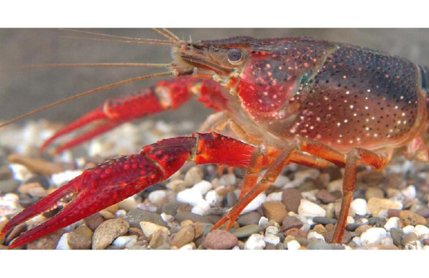 Rode Amerikaanse rivierkreeft (Procambarus clarkii) - Foto: Fabrice Ottburg