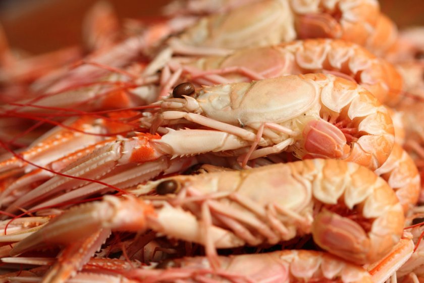 Onderzoekers zien, mogelijk door klimaatverandering, verschuivingen in de soorten die in de Noordzee voorkomen. Onder andere langoustines zijn in opmars.