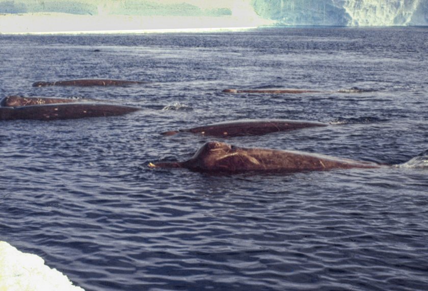 A beautiful photo of Arnoux's beaked whales near the fast ice at Drescher Inlet, Antarctica, taken in 1990 © Joachim Plötz