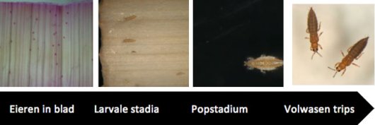 Figuur 2: ontwikkelingsstadia van trips