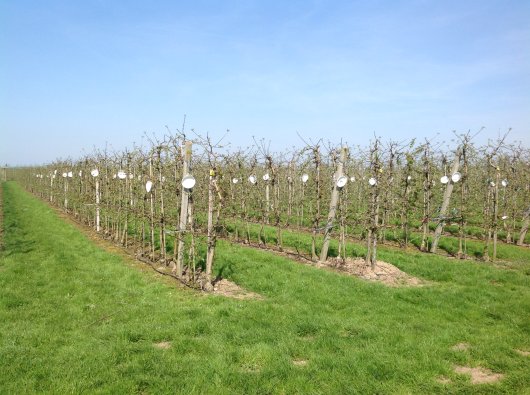 appelzaagwespvallen in de periode voorafgaand aan de bloei.jpg