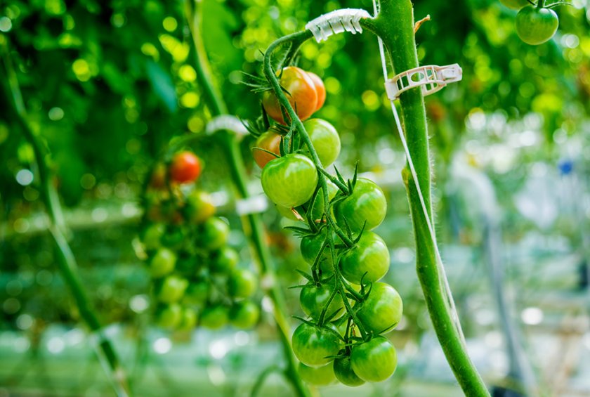 String, rings and clips are part of the successful ‘high wire’ cultivation system, but contaminate organic waste. Redesigning these systems, or using biodegradable plastics could solve this issue. Source: Roman Zaiets/Shutterstock.com