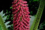 Gewone gunnera (Gunnera tinctoria) (Foto: LBM1948, Wikimedia Commons, 2008)