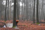 Sawing sample tree in beech forest