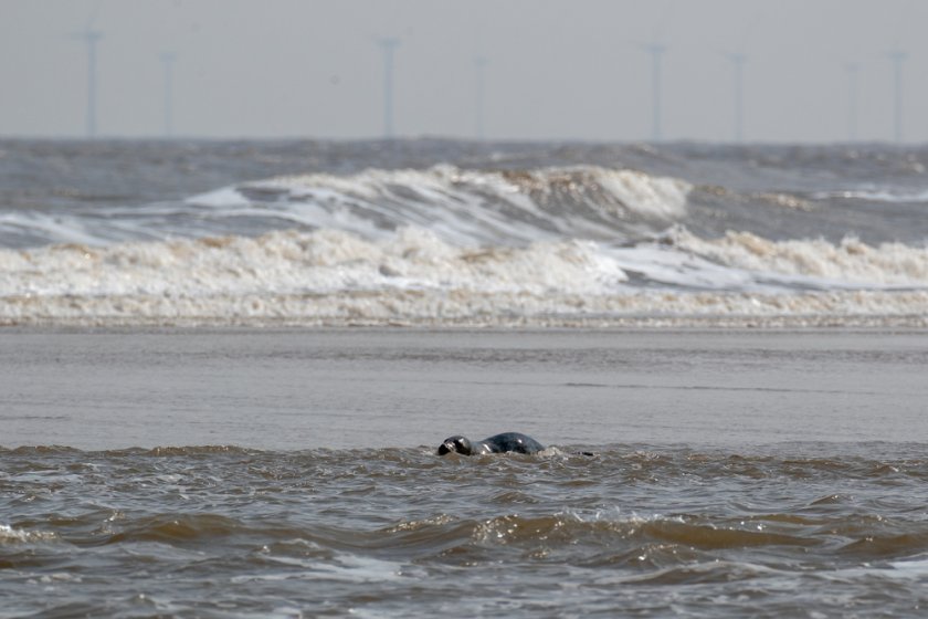 seal_shallow_water_wind_farm_shutterstock_1557376922.jpg