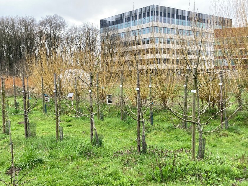 Apple varieties orchard on The Field 