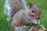 Grijze eekhoorn (Sciurus carolinensis) (Foto: Fernando Losada Rodríguez, Wikimedia Commons, 2008)