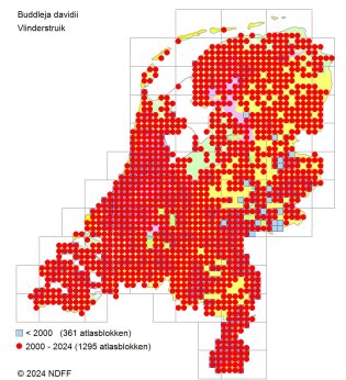 Verspreidingskaart vlinderstruik