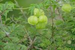 Ballonrank (Cardiospermum_grandiflorum) met vruchten (Foto Wikimedia Commons, Bernard Dupont)