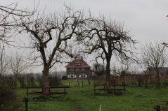 Hoogstam fruitbrigade West-Betuwe (14) - Copy.JPG